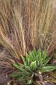 WT 216-22 Kenya Groundsel
